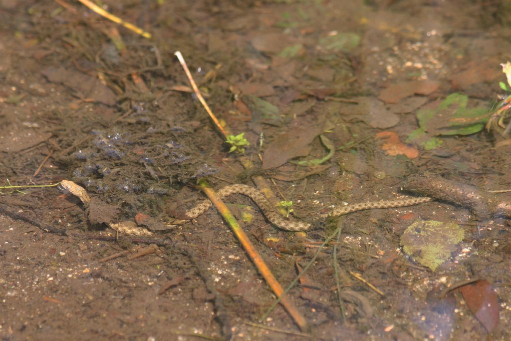 Natrix natrix?  No, Natrix tessellata